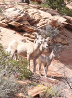 Explore Roadside Nature - Zion NP Bighorn Sheep